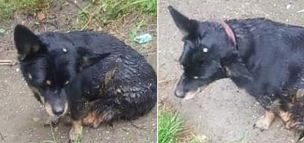 Монструозан чин у Новом Саду! Пронађен пас са ЕКСЕРОМ ЗАБИЈЕНИМ У ГЛАВУ – Искључиво ДЕЛО ЧОВЕКА